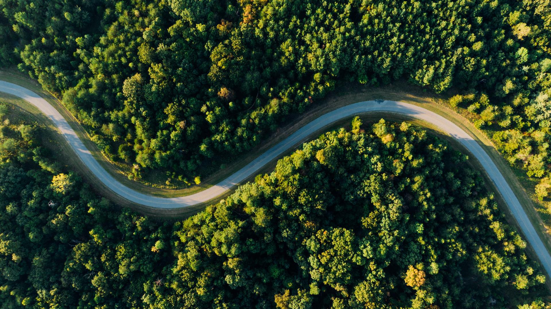 route sinueuse entourée d'arbres