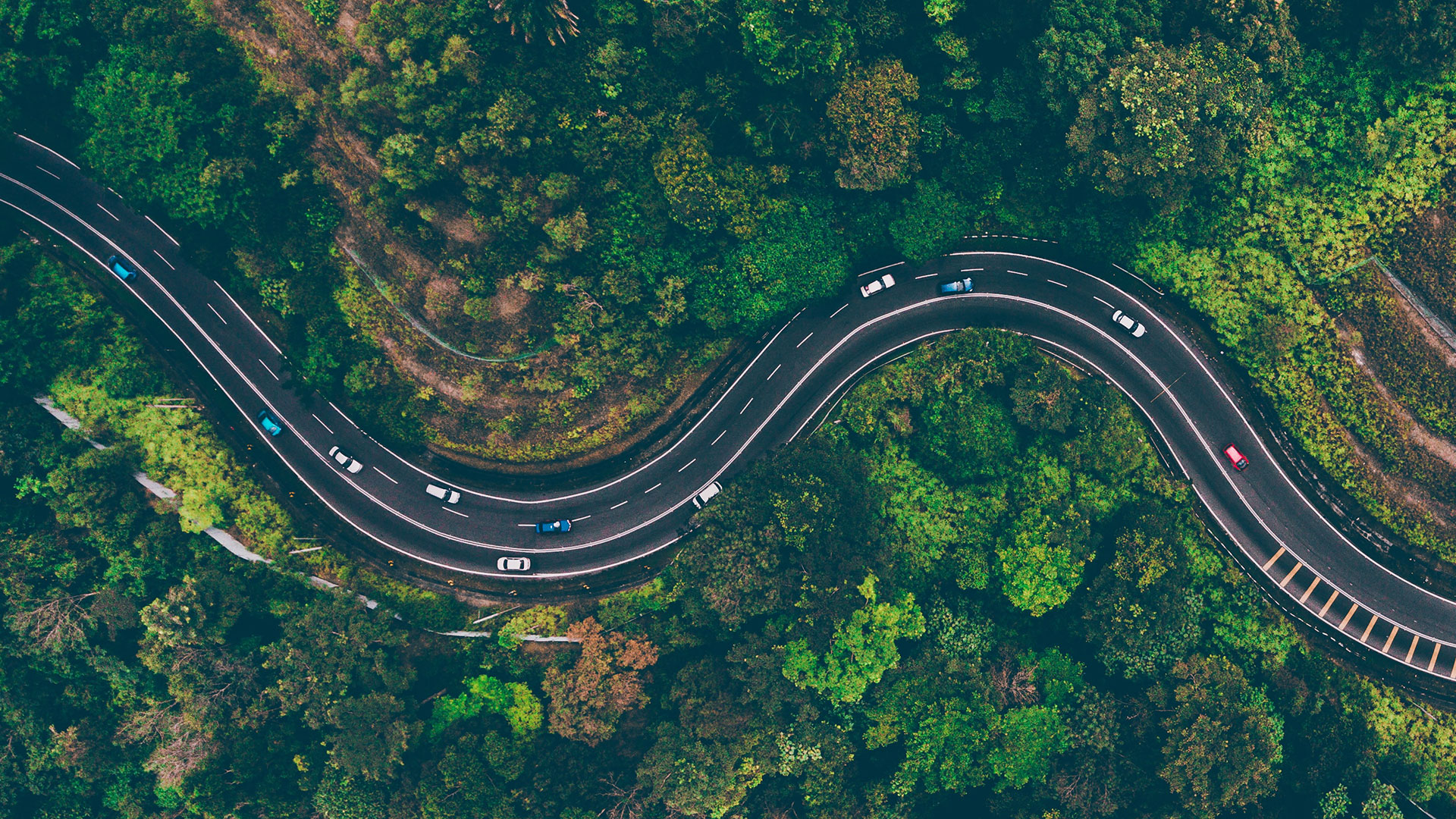 road with trees